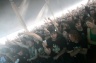 With Full Force 2008-1038